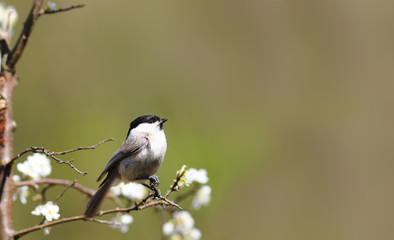 A small willow tit on the branches of a flowering tree, on a blurry background of uncertain color