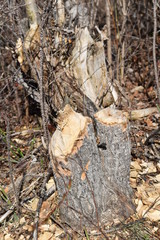chewed stumps