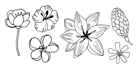 Hand drawing black and white tropical flowers doodles. Hawaii hibiscus flower vector illustration. Design for logo. © Iryna
