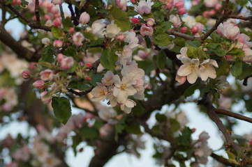 Blüten
