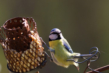 The blue tit has its claws on the feeder, and its tail is leaning on the wire fence..