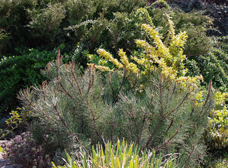 Dwarf spruce that grows in a garden in a sunny place