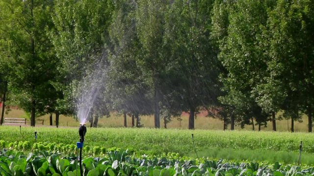 Farm Sprinkler Spraying