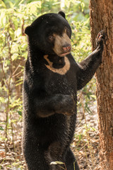 Moon Bear Cub, Wildlife Alliance Release Station, Chi Phat, Cambodia