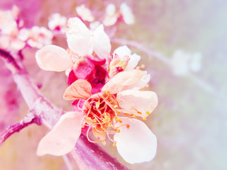 Naklejka na ściany i meble Beautiful floral spring abstract background of nature. Branches of blossoming apricot macro with soft focus on gentle light purple background