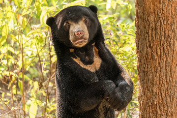 Moon Bear Cub, Wildlife Alliance Release Station, Chi Phat, Cambodia