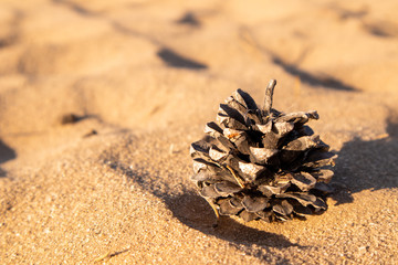Bump in the sand. Needles. Desert landscape.