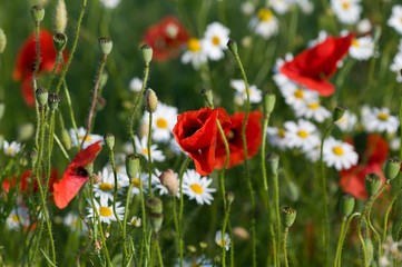 Rote Mohnblume auf einer Frühlingswiese mit einem Wiesenkaninchen