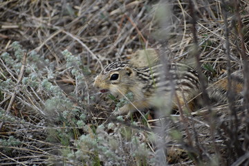 thirteen line ground squirrel 