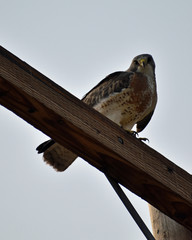 hawk on pole