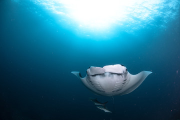 The Nice shot of Manta ray.