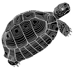 Tortoise graphic vector illustration isolated on white.