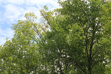 Nature