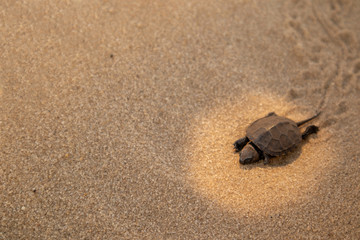 Fototapeta na wymiar Little land turtle in the desert.