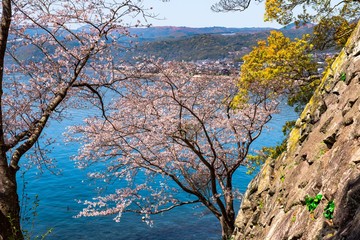 Fototapeta premium 日出のサクラ