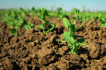 In the soil green pea sprout shoots. Green shoots in the garden. Vegetable pea in the field. Flowering legumes. Cultivation