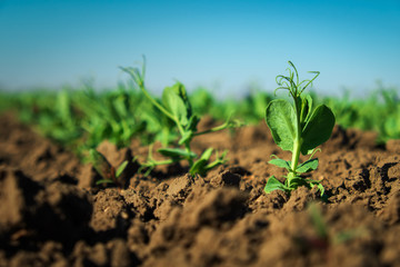 In the soil green pea sprout shoots. Green shoots in the garden. Vegetable pea in the field. Flowering legumes. Cultivation