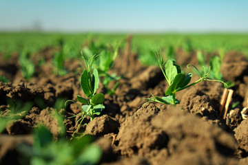 In the soil green pea sprout shoots. Green shoots in the garden. Vegetable pea in the field. Flowering legumes. Cultivation