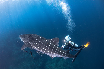 Once upon a time, scuba with whale shark. 
