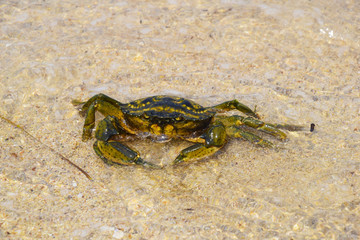 The crab crawled out in shallow water. Yellow sand. Not strong waves.