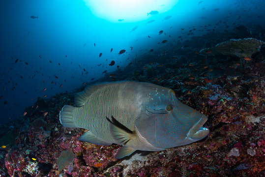 Napoleonfish or Humphead wrasse, Cheilinus undulatus feeding on healthy coral reef and clear water.