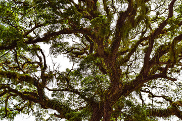 tree canopy in the forest