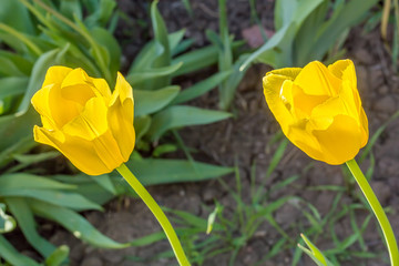 Two yellow tulips in the spring garden, close-up