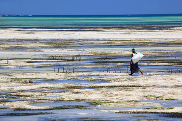 kobieta poszukująca alg morskich po odpływie Oceanu