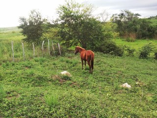 cows grazing in a field