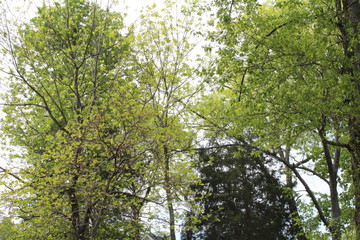 Shades of Spring