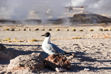 gaviotas en el altiplano 