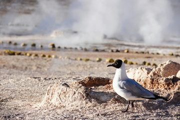 gaviotas en el altiplano 