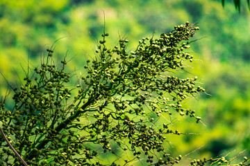 green leaves background