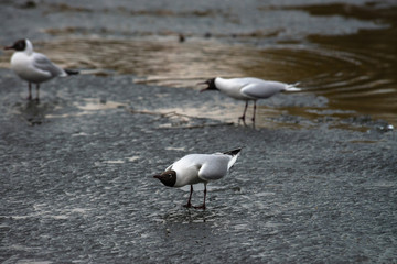 Seagull fly water spring nature lake birds cloud day light reflection