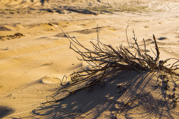 Sand waves in the desert. Bushes in the sand. Sticks in the sand. Kharkiv, Ukraine. Ukrainian nature. Desert landscape.