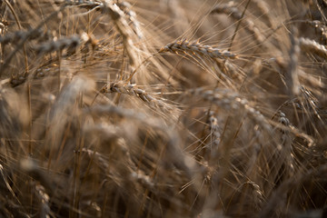 Fototapeta premium spikelet on the sunset