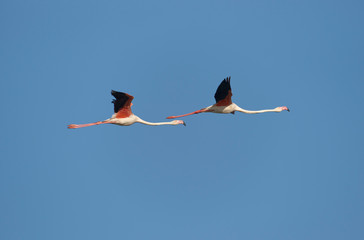 Common Flamingo group (Phoenicopterus roseus) flying, over the Fuente de Piedra lagoon in Malaga. Spain