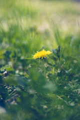 Wild dandelion framed with green grass in the forest