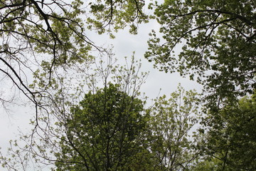 Shades of Spring
