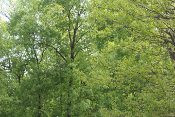 Shades of Spring