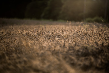 spikelet on the sunset