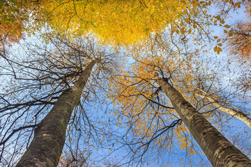 Two long tree with yellowed leaves in forest at autumn landscape. With blue sky landscape and look up view. Yedigoller National Park in Bolu, Turkey.