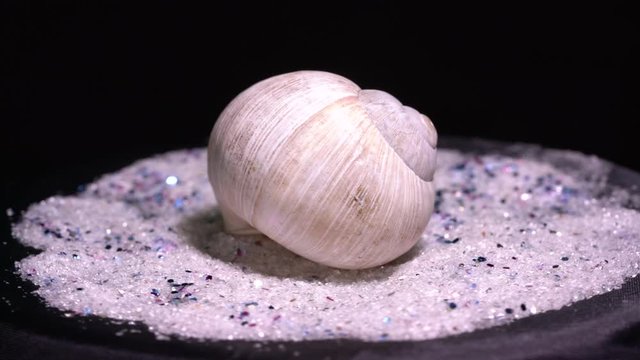 Empty snail shells victims Santo spins in a circle Recording in the studio
