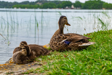 Ducks in Lake of Banyoles in Catalonia, Spain.