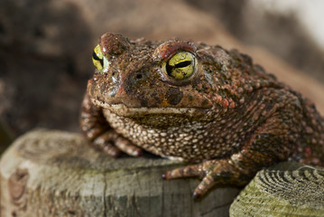 toad waiting to hunt in the garden