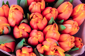 Spring background with fresh and beautiful pink with yellow tulips, top view. Copy space for greeting postcard