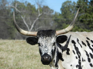 Longhorn Cow