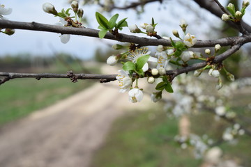 cherry blossom in spring