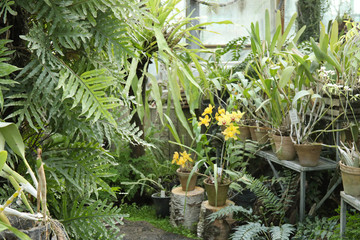 Tropical Plants in a greenhouse at botanic garden