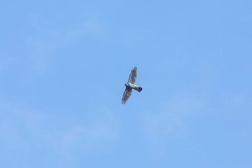 The male Northern goshawk in the sky